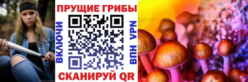 как найти   Пересвет  Псилоцибиновые грибы Psilocybe 